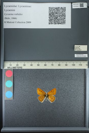 Media type: image;   Entomology 183441